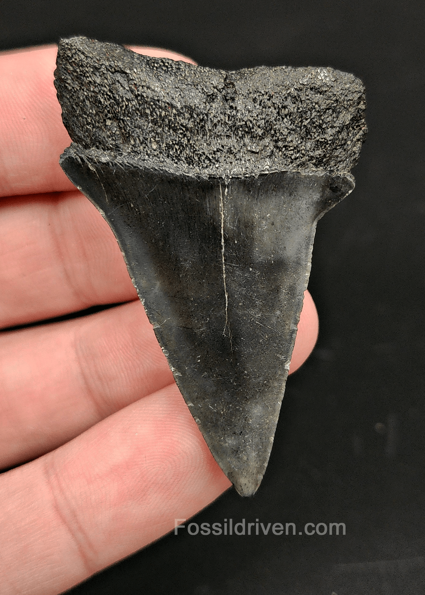 Authentic, 2.17" Fossil Mako Tooth - South Carolina - Fossil Driven