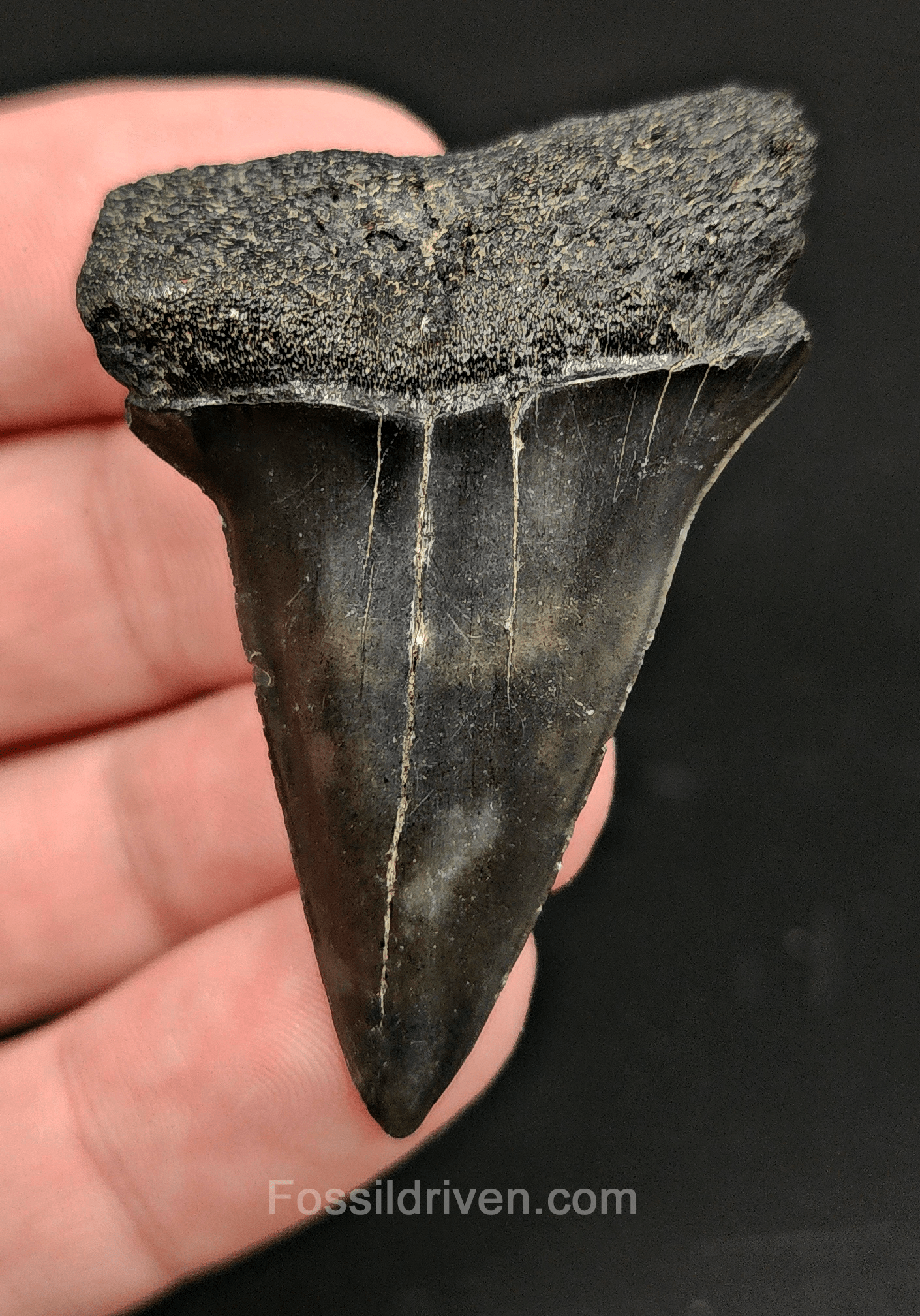Authentic, 2.17" Fossil Mako Tooth - South Carolina - Fossil Driven