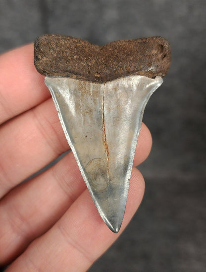 Authentic, 2.17" Fossil Mako Tooth - South Carolina - Fossil Driven