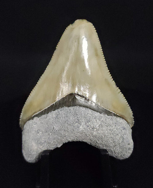 Authentic, 2.17" Fossil Megalodon Tooth - Bone Valley, Florida - Fossil Driven