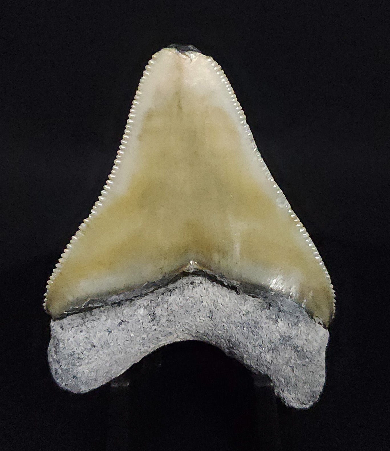 Authentic, 2.17" Fossil Megalodon Tooth - Bone Valley, Florida - Fossil Driven