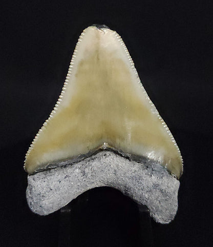 Authentic, 2.17" Fossil Megalodon Tooth - Bone Valley, Florida - Fossil Driven