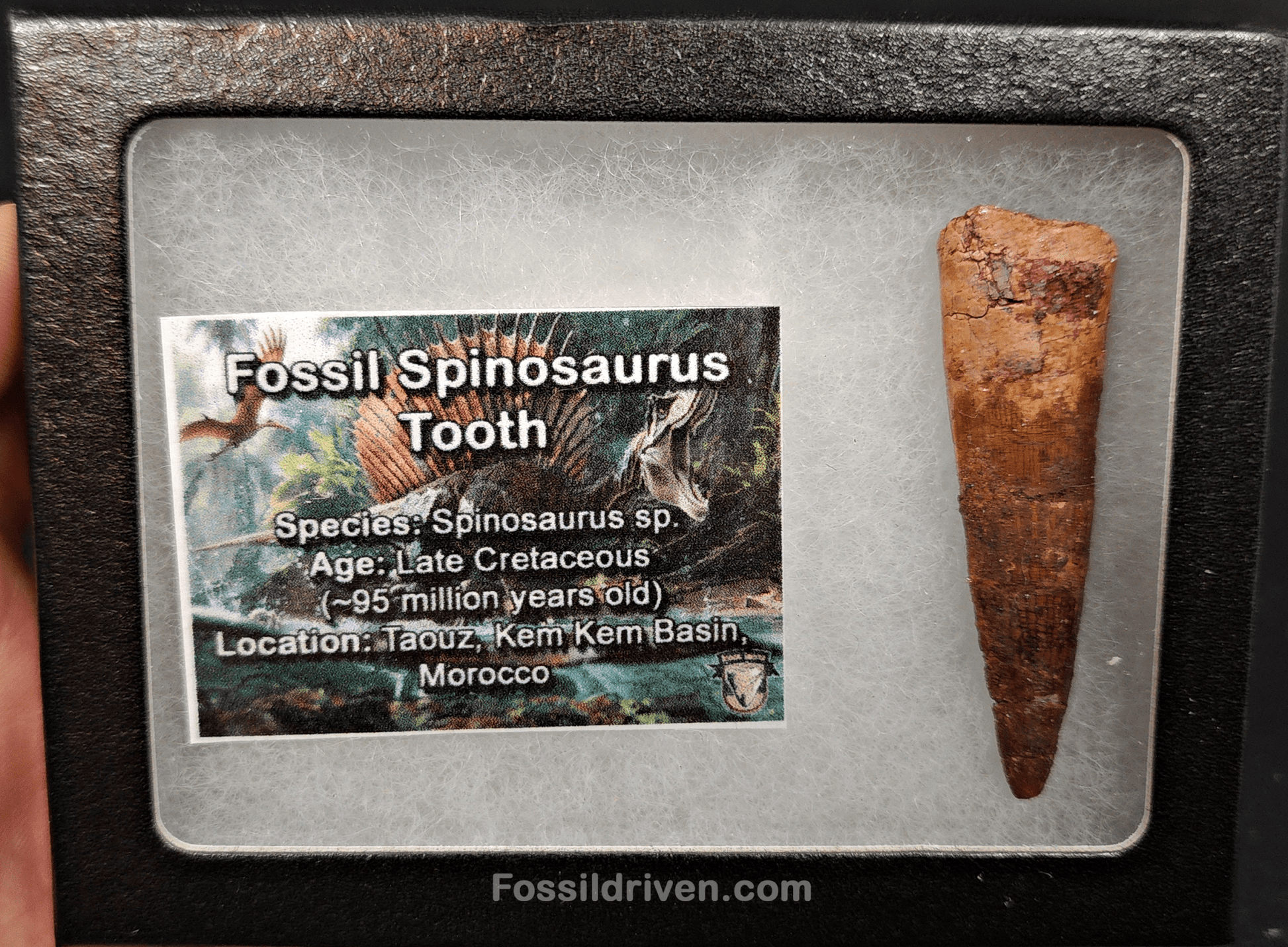 Authentic, 2.17" Spinosaurus Tooth - Real Dinosaur Tooth - Fossil Driven