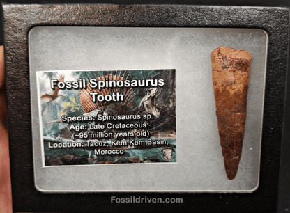 Authentic, 2.17" Spinosaurus Tooth - Real Dinosaur Tooth - Fossil Driven