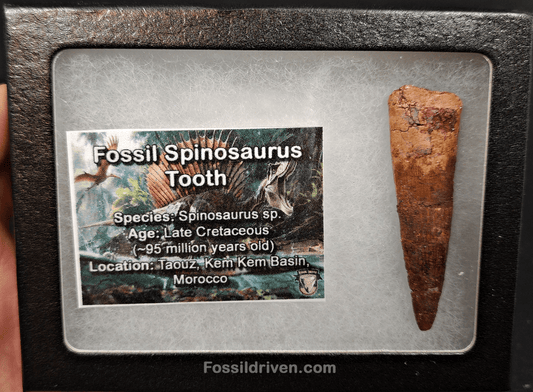 Authentic, 2.17" Spinosaurus Tooth - Real Dinosaur Tooth - Fossil Driven
