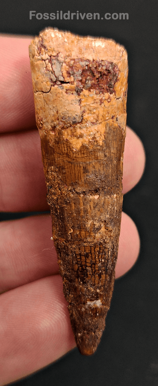 Authentic, 2.17" Spinosaurus Tooth - Real Dinosaur Tooth - Fossil Driven
