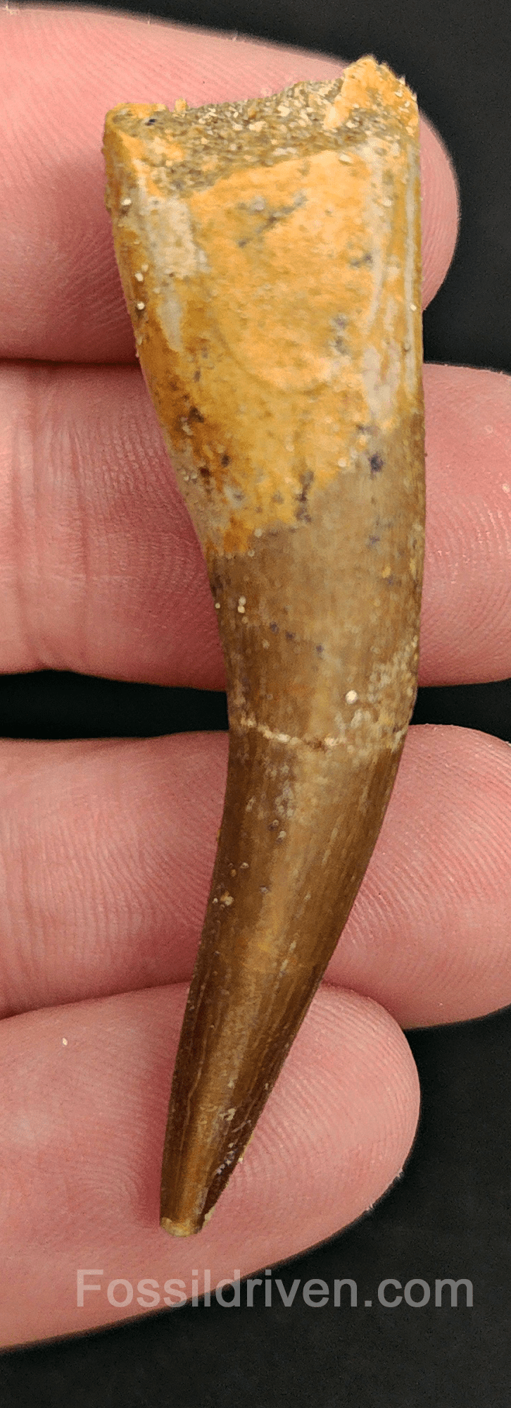 Authentic, 2.18" Plesiosaur Tooth - Morocco - Fossil Driven