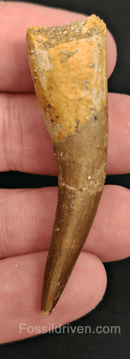 Authentic, 2.18" Plesiosaur Tooth - Morocco - Fossil Driven