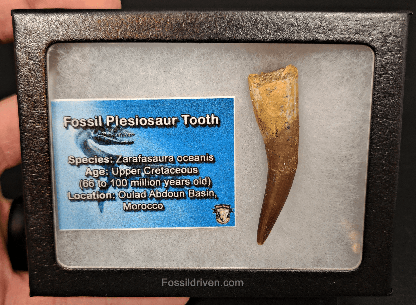 Authentic, 2.18" Plesiosaur Tooth - Morocco - Fossil Driven