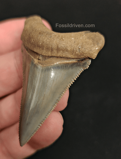 Authentic 2.20" Fossil Angustidens Shark Tooth - South Carolina - Fossil Driven