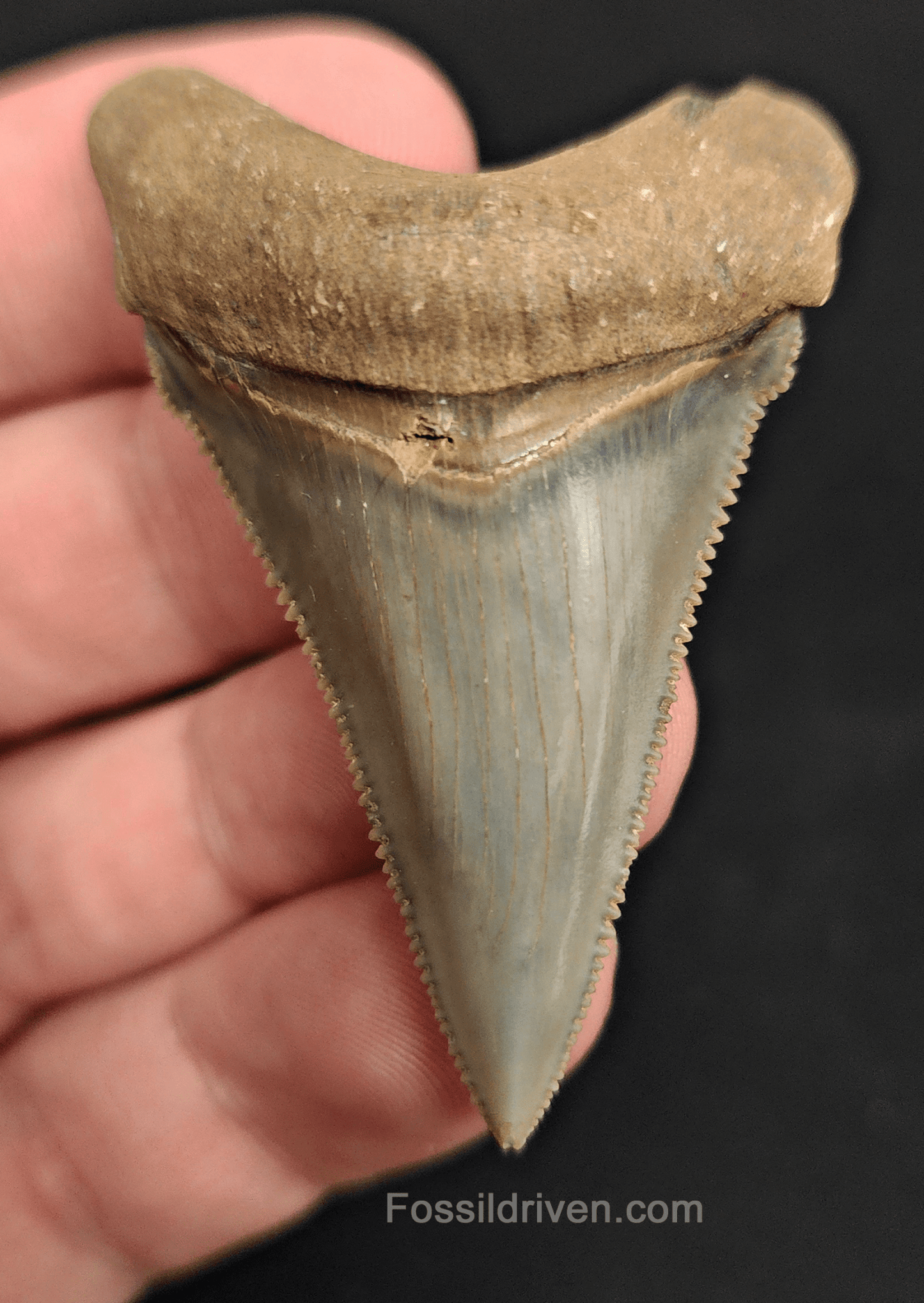 Authentic 2.20" Fossil Angustidens Shark Tooth - South Carolina - Fossil Driven