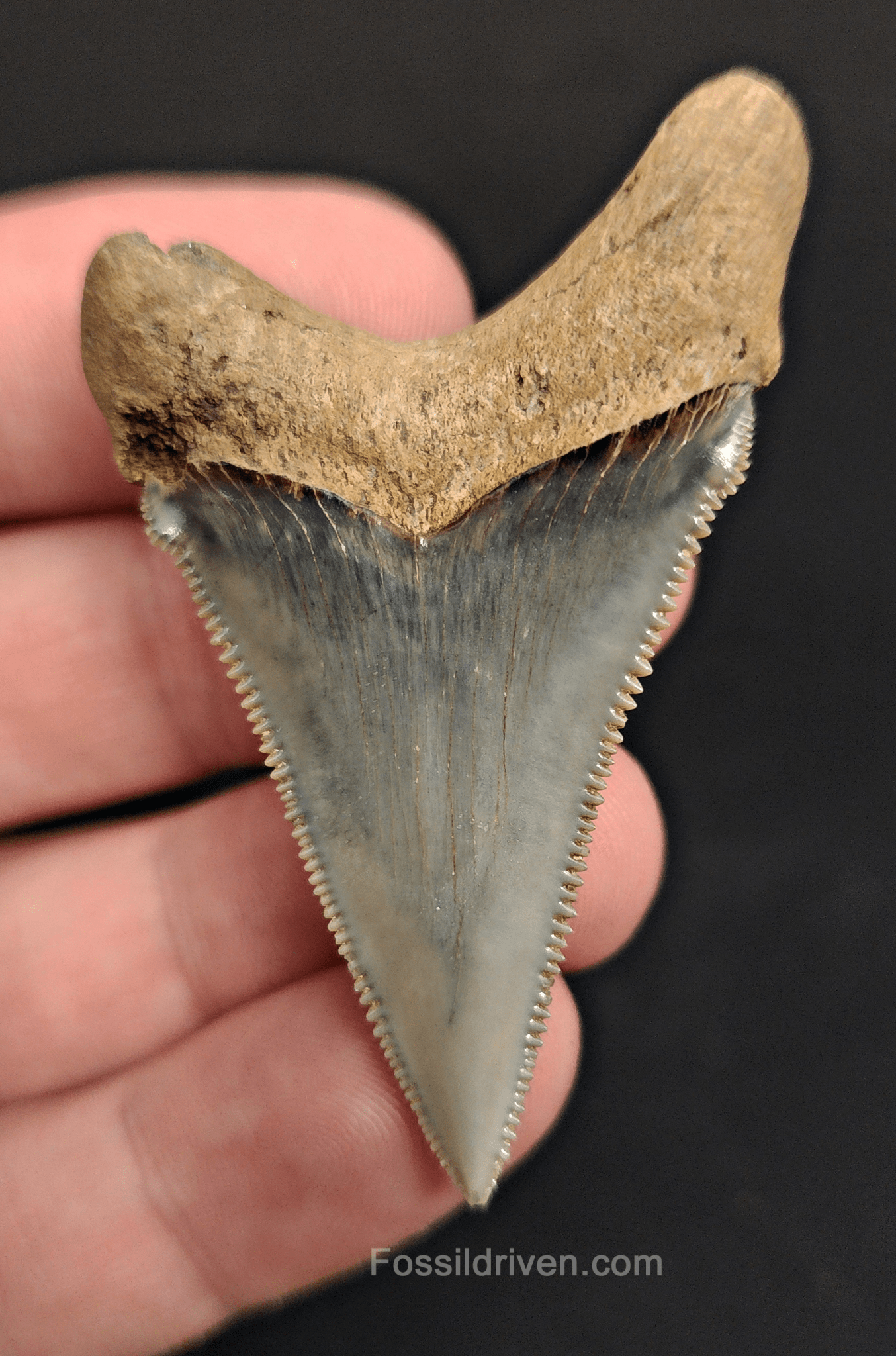 Authentic 2.20" Fossil Angustidens Shark Tooth - South Carolina - Fossil Driven