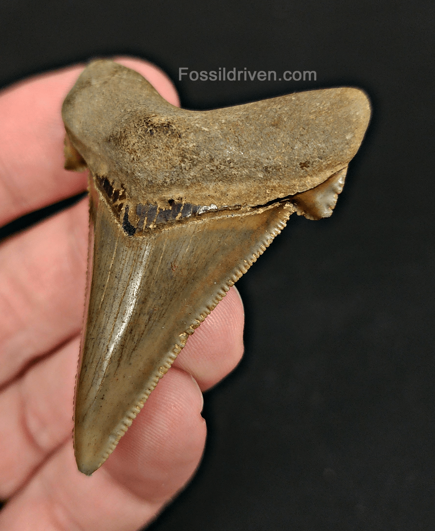 Authentic 2.22" Fossil Angustidens Shark Tooth - South Carolina - Fossil Driven