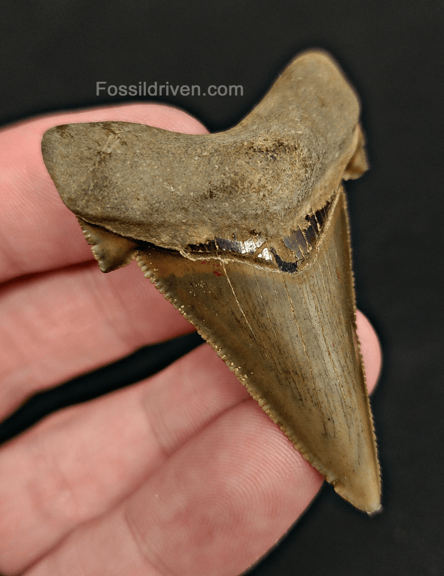 Authentic 2.22" Fossil Angustidens Shark Tooth - South Carolina - Fossil Driven