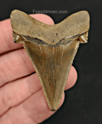 Authentic 2.22" Fossil Angustidens Shark Tooth - South Carolina - Fossil Driven