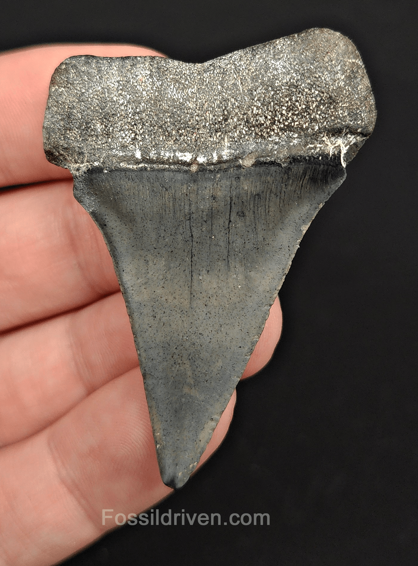 Authentic, 2.22" Fossil Mako Tooth - Venice, Florida - Fossil Driven