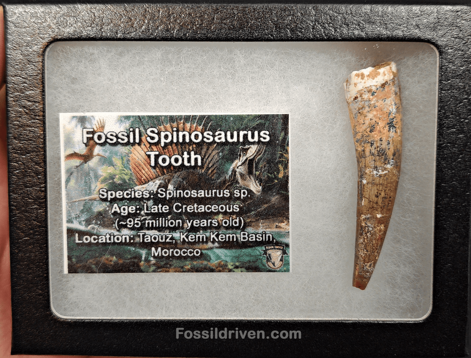 Authentic, 2.23" Spinosaurus Tooth - Real Dinosaur Tooth - Fossil Driven