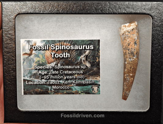 Authentic, 2.23" Spinosaurus Tooth - Real Dinosaur Tooth - Fossil Driven
