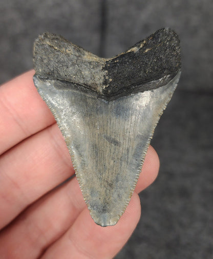 Authentic, 2.24" Fossil Megalodon Tooth - Venice, Florida - Fossil Driven