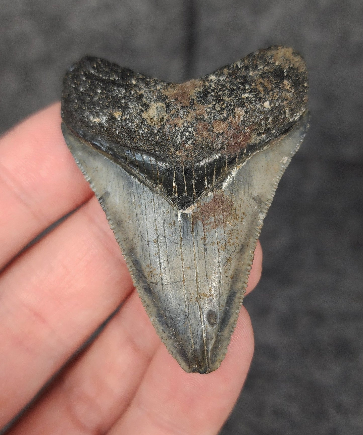 Authentic, 2.24" Fossil Megalodon Tooth - Venice, Florida - Fossil Driven