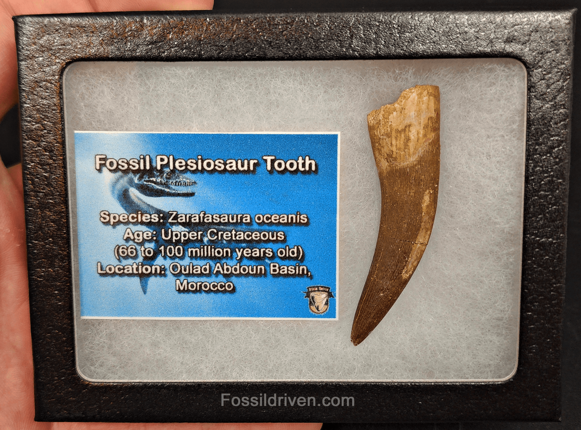 Authentic, 2.24" Plesiosaur Tooth - Morocco - Fossil Driven