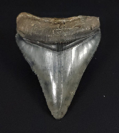 Authentic, 2.26" Fossil Megalodon Tooth - Venice, Florida - Fossil Driven