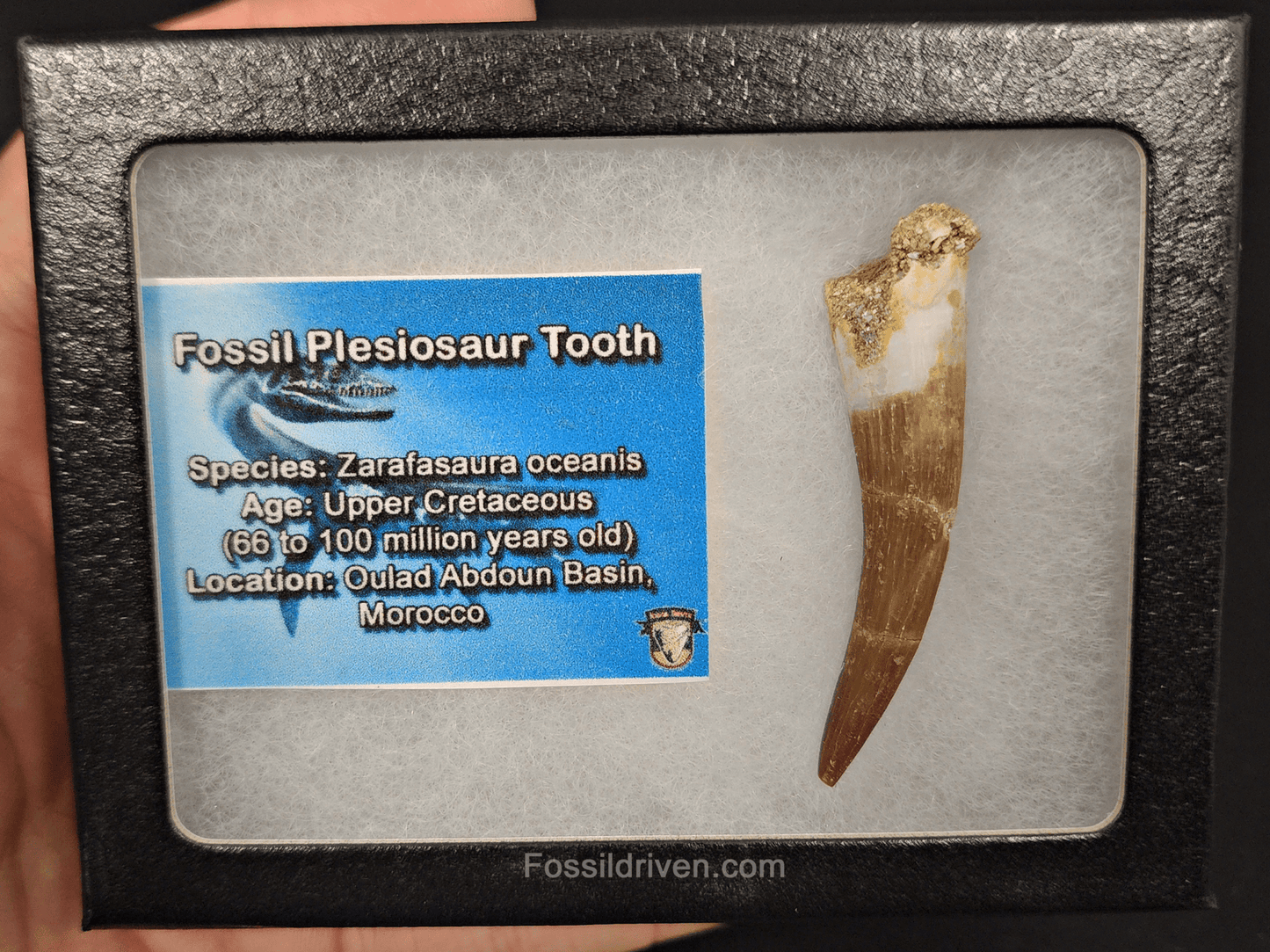Authentic, 2.26" Plesiosaur Tooth - Morocco - Fossil Driven