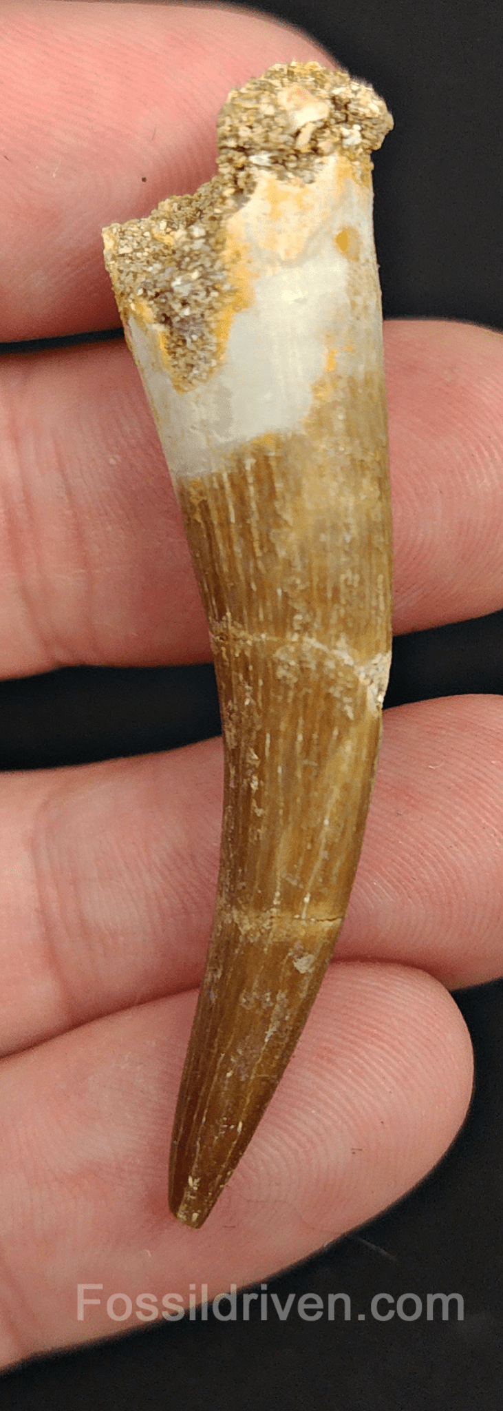 Authentic, 2.26" Plesiosaur Tooth - Morocco - Fossil Driven