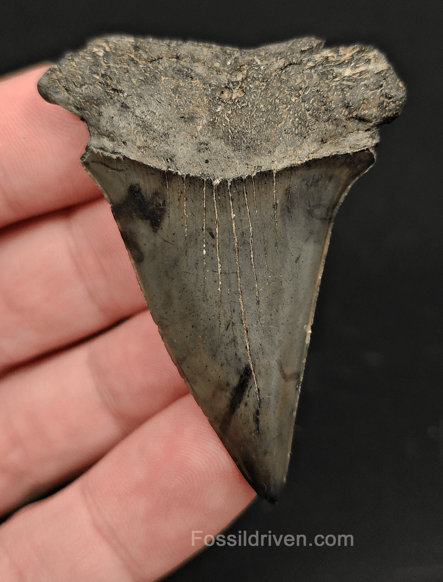 Authentic, 2.27" Fossil Mako Tooth - South Carolina - Fossil Driven
