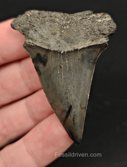 Authentic, 2.27" Fossil Mako Tooth - South Carolina - Fossil Driven