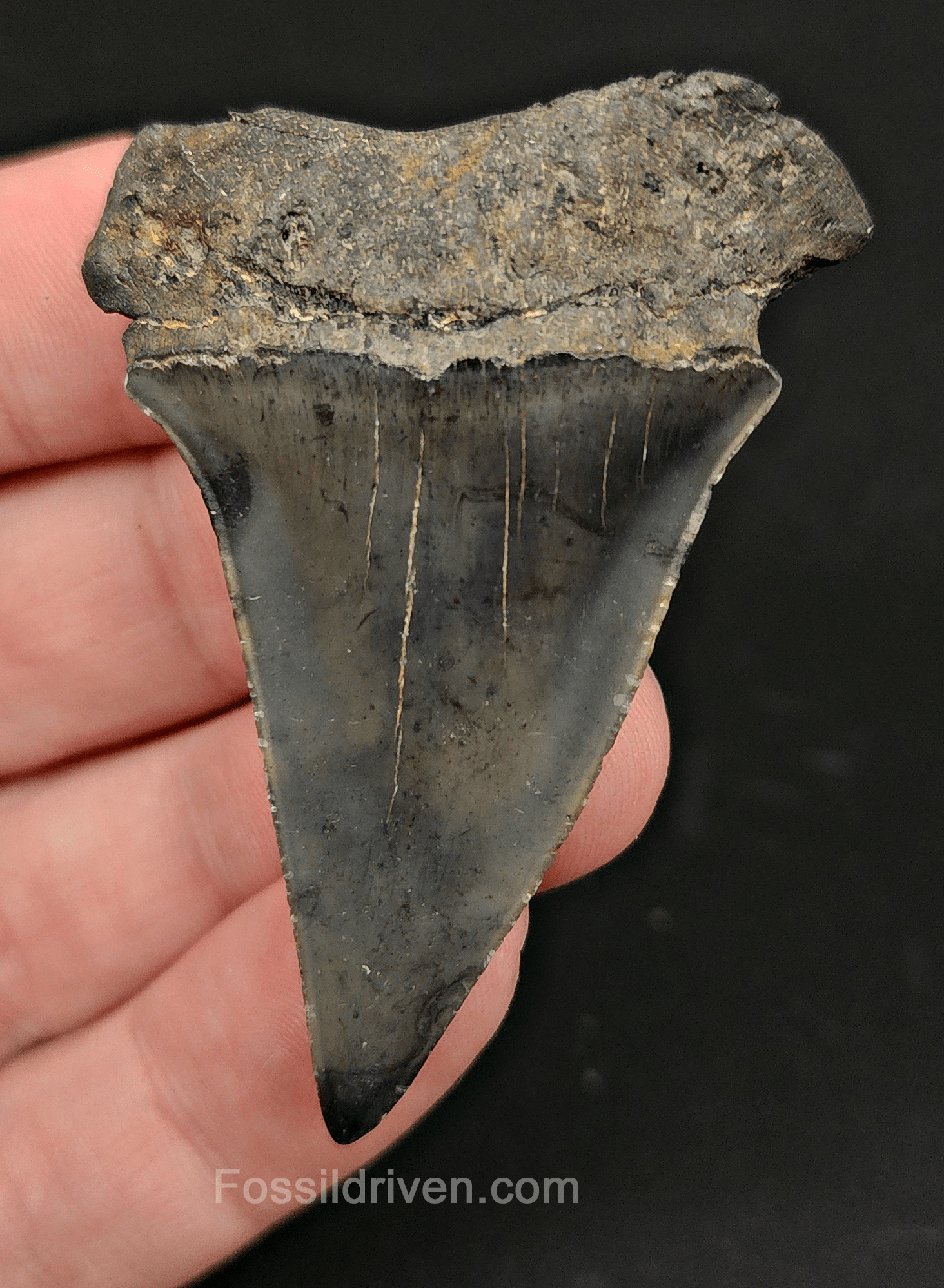 Authentic, 2.27" Fossil Mako Tooth - South Carolina - Fossil Driven