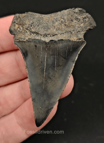 Authentic, 2.27" Fossil Mako Tooth - South Carolina - Fossil Driven
