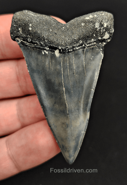 Authentic, 2.28" Fossil Mako Tooth - Venice, Florida - Fossil Driven