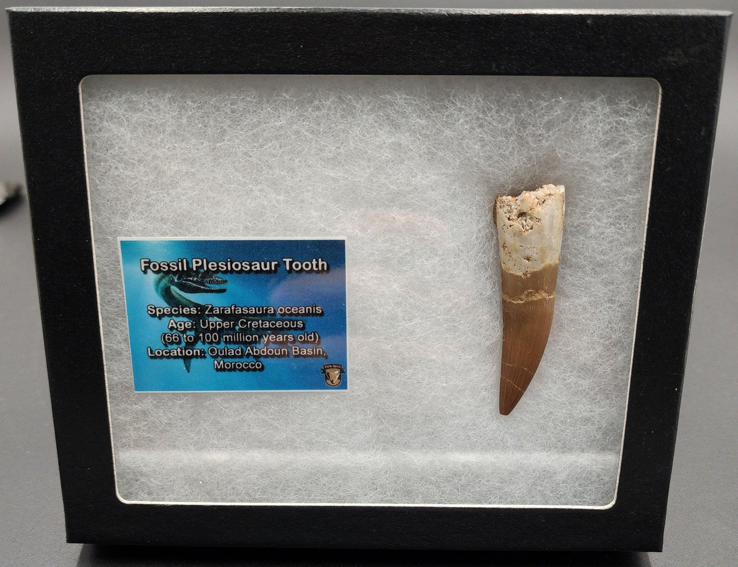 Authentic, 2.28" Plesiosaur Tooth - Morocco - Fossil Driven
