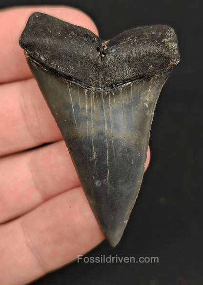 Authentic, 2.30" Fossil Mako Tooth - Venice, Florida - Fossil Driven