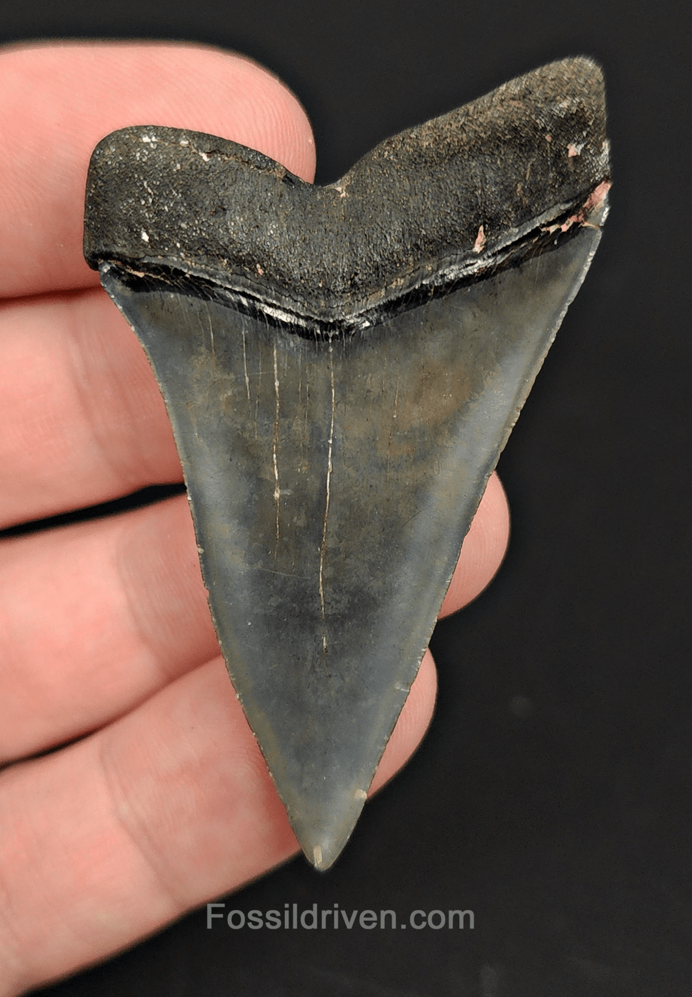 Authentic, 2.30" Fossil Mako Tooth - Venice, Florida - Fossil Driven