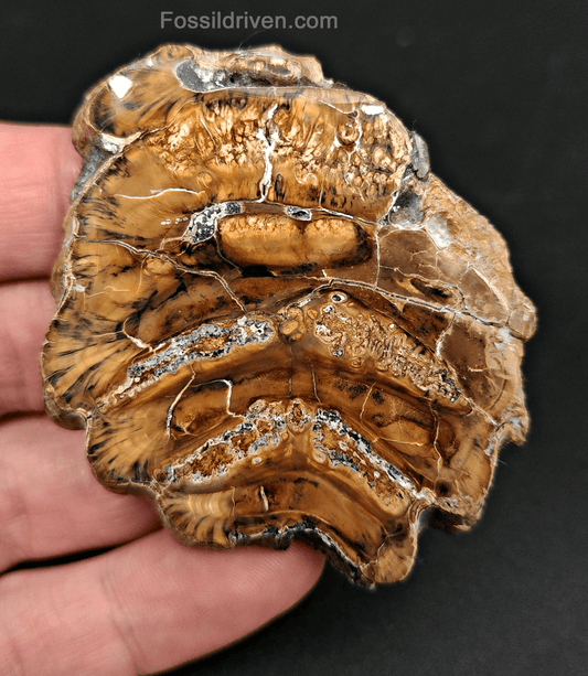 Authentic, 2.31" Polished Mammoth Tooth Slice - Siberia - Fossil Driven