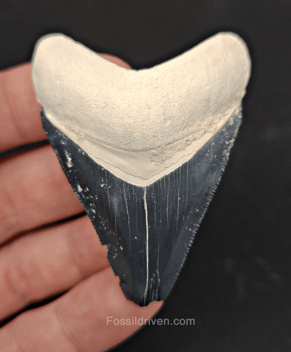 Authentic, 2.38" Fossil Megalodon Tooth - Bone Valley, Florida - Fossil Driven