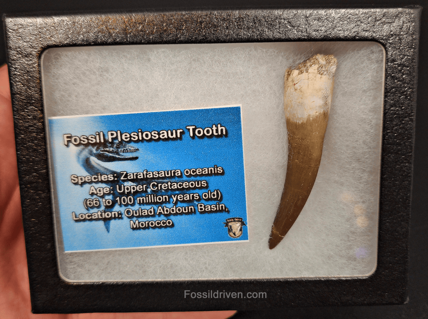 Authentic, 2.38" Plesiosaur Tooth - Morocco - Fossil Driven