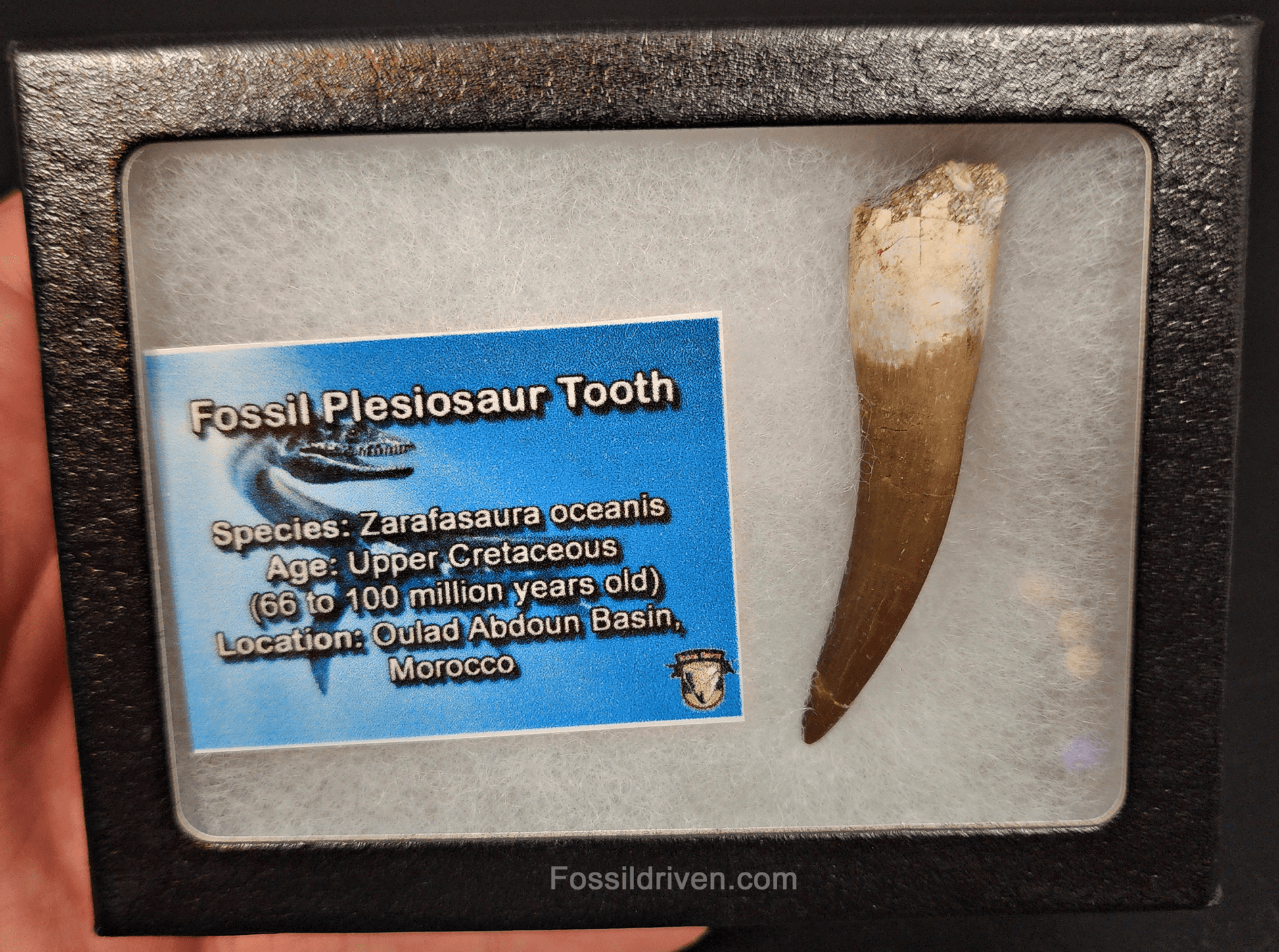 Authentic, 2.38" Plesiosaur Tooth - Morocco - Fossil Driven