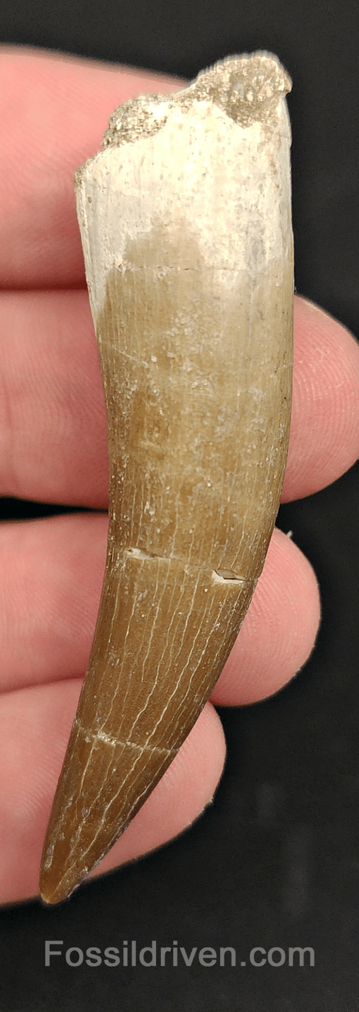 Authentic, 2.39" Plesiosaur Tooth - Morocco - Fossil Driven