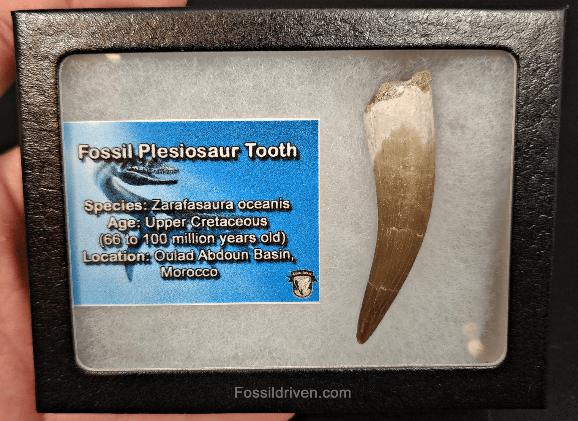 Authentic, 2.39" Plesiosaur Tooth - Morocco - Fossil Driven