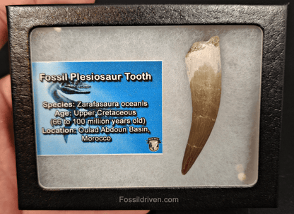 Authentic, 2.39" Plesiosaur Tooth - Morocco - Fossil Driven