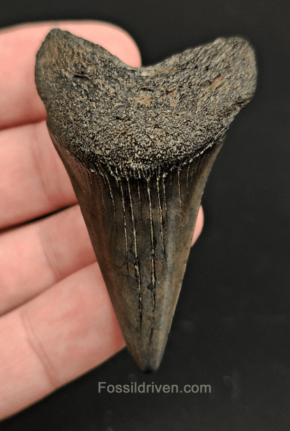 Authentic, 2.40" Fossil Mako Tooth - South Carolina - Fossil Driven