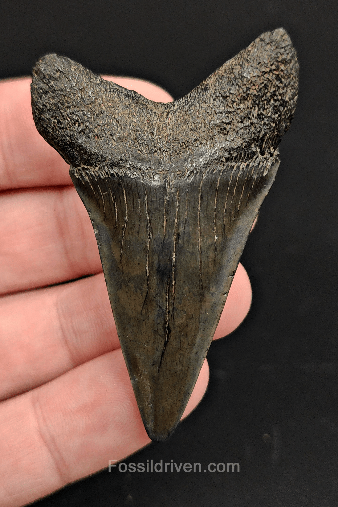 Authentic, 2.40" Fossil Mako Tooth - South Carolina - Fossil Driven