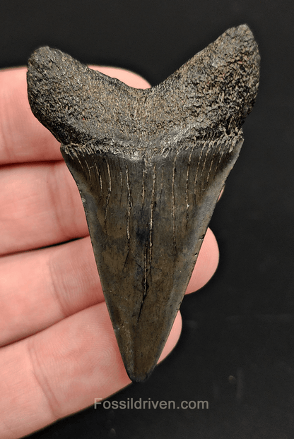 Authentic, 2.40" Fossil Mako Tooth - South Carolina - Fossil Driven