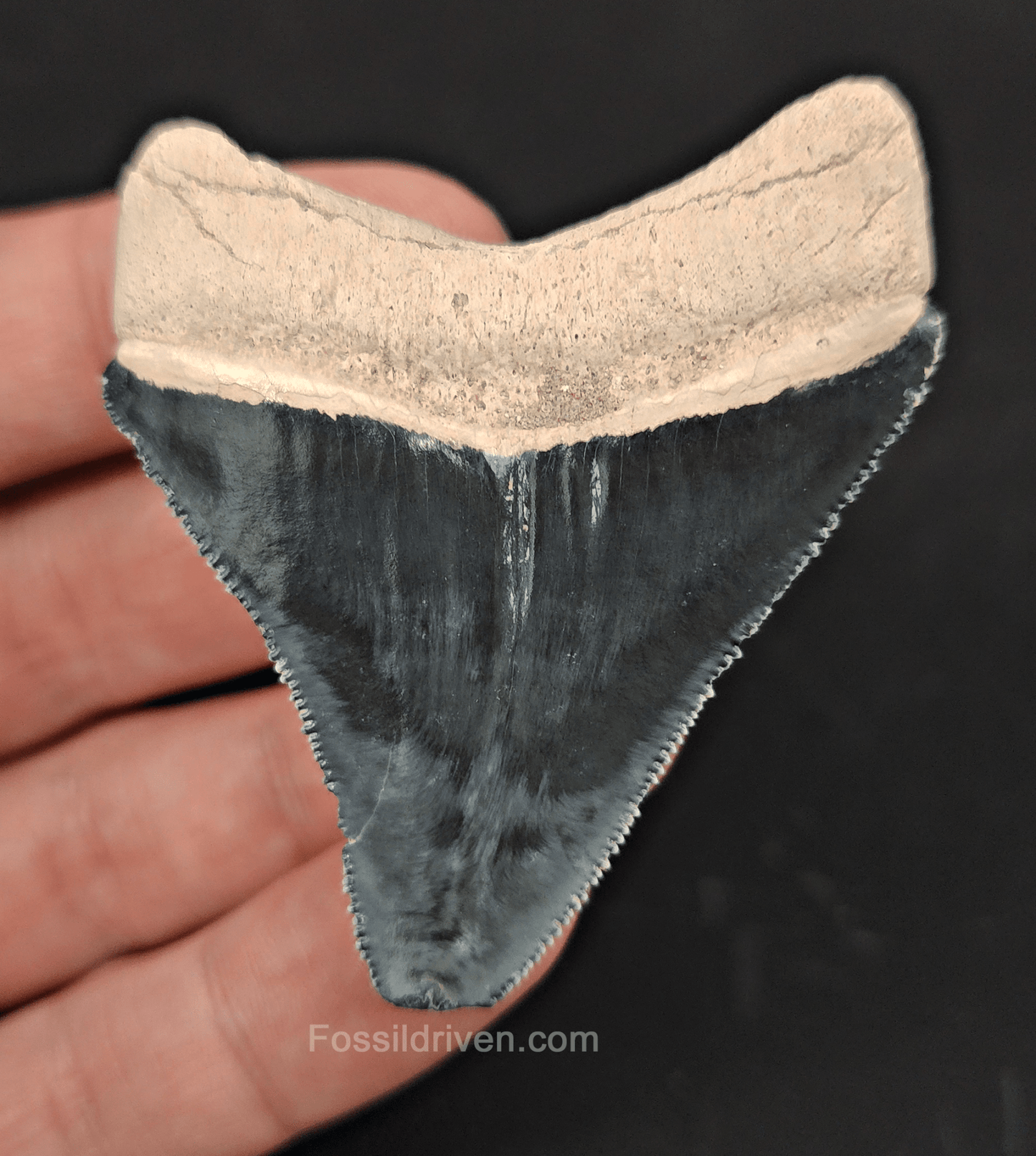Authentic, 2.45" Fossil Megalodon Tooth - Bone Valley, Florida - Fossil Driven