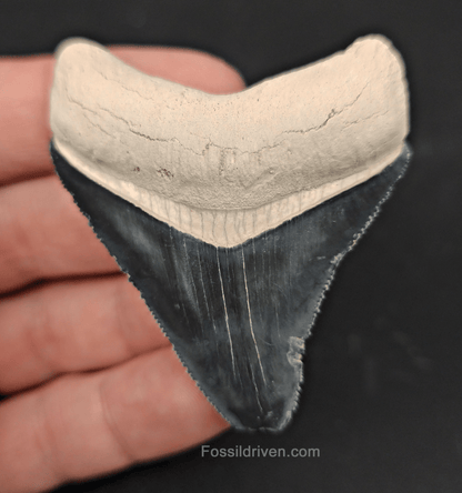 Authentic, 2.45" Fossil Megalodon Tooth - Bone Valley, Florida - Fossil Driven