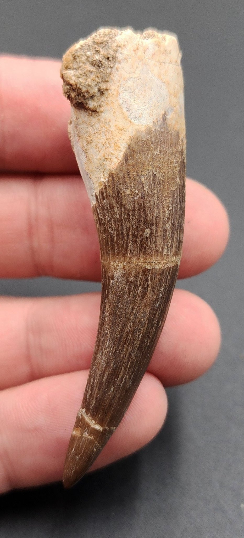 Authentic, 2.46" Plesiosaur Tooth - Morocco - Fossil Driven