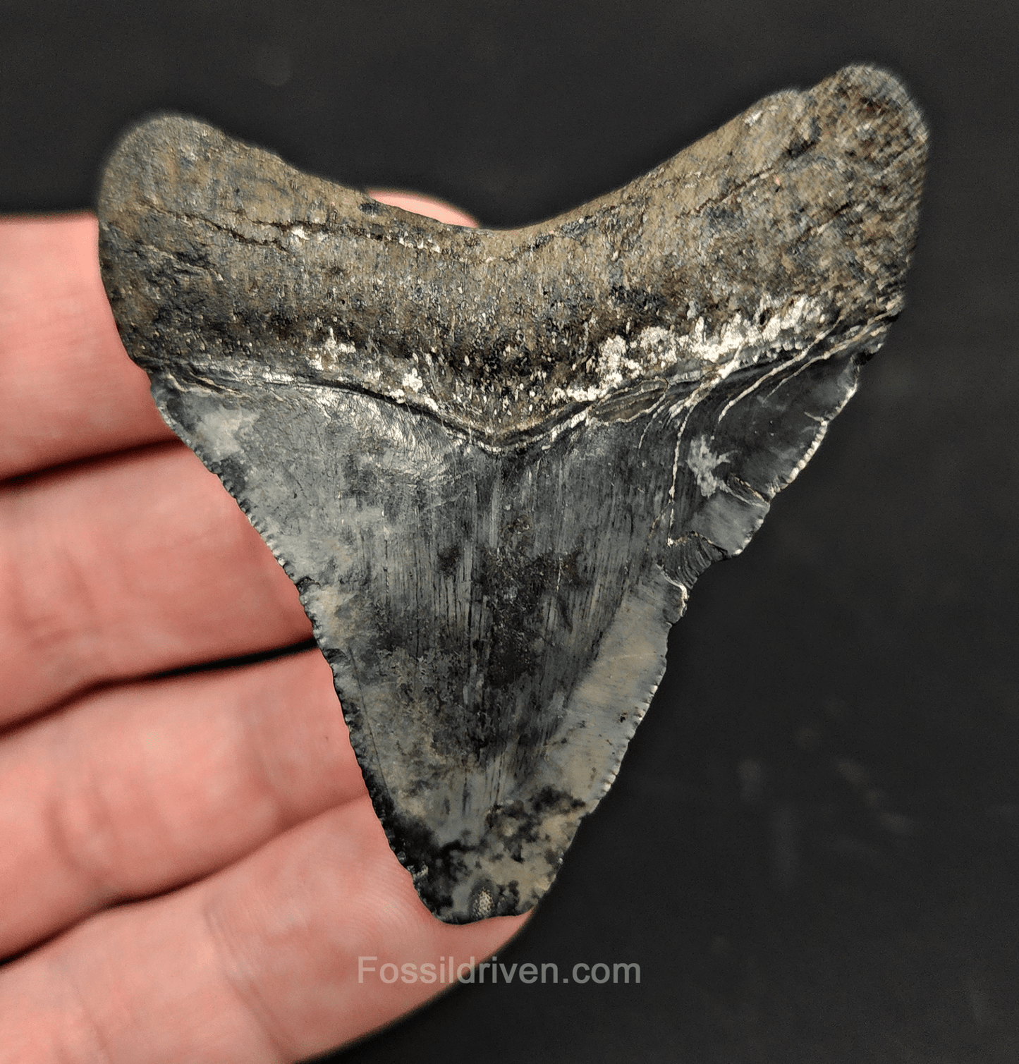 Authentic, 2.47" Fossil Megalodon Tooth - Venice, Florida - Fossil Driven
